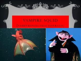 Vampire Squid ( Vampyro n teuthis Inferalis )
