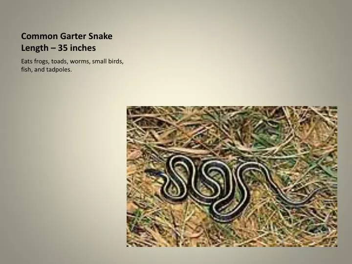 common garter snake length 35 inches