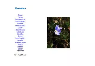 veronica