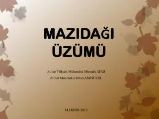 mazida i z m