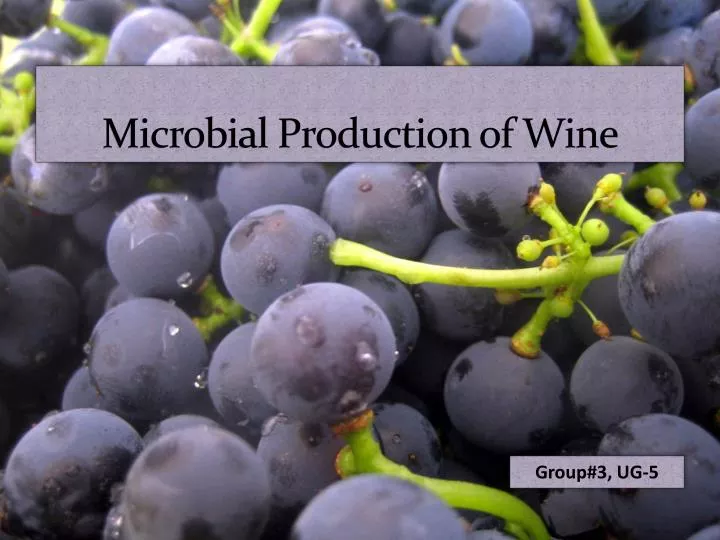 microbial production of wine