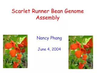 Scarlet Runner Bean Genome Assembly