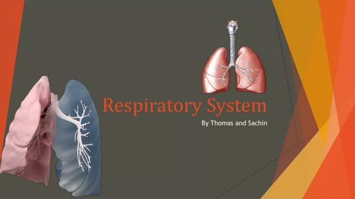 respiratory system