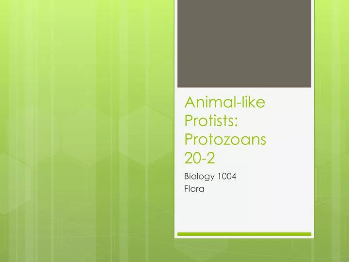 animal like protists protozoans 20 2