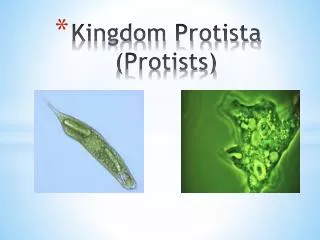 kingdom protista protists