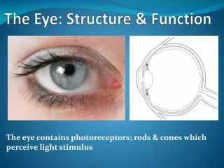 The Eye: Structure &amp; Function