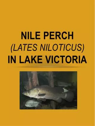 NILE PERCH ( Lates Niloticus ) IN LAKE VICTORIA