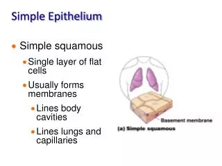 Simple Epithelium