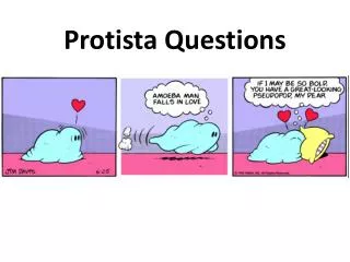 Protista Questions