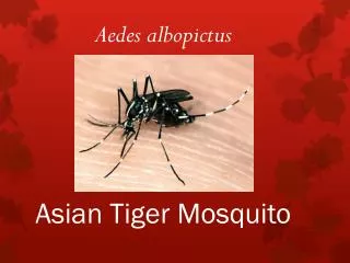 Asian Tiger Mosquito