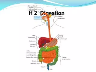 H 2 Digestion