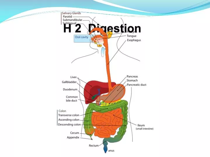 h 2 digestion