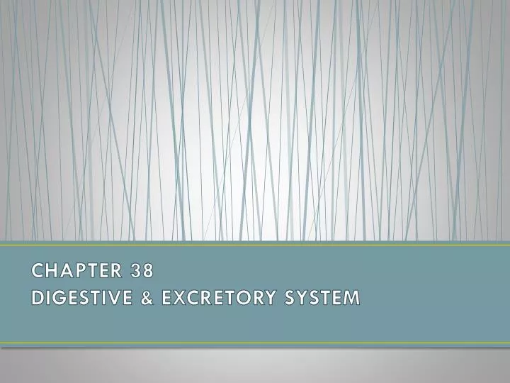 chapter 38 digestive excretory system