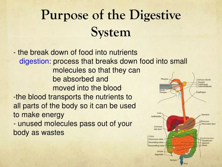 purpose of the digestive system