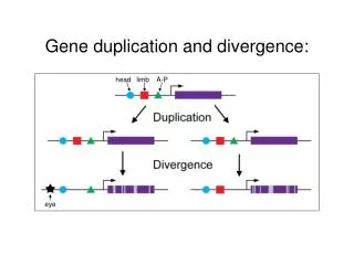 Gene duplication and divergence: