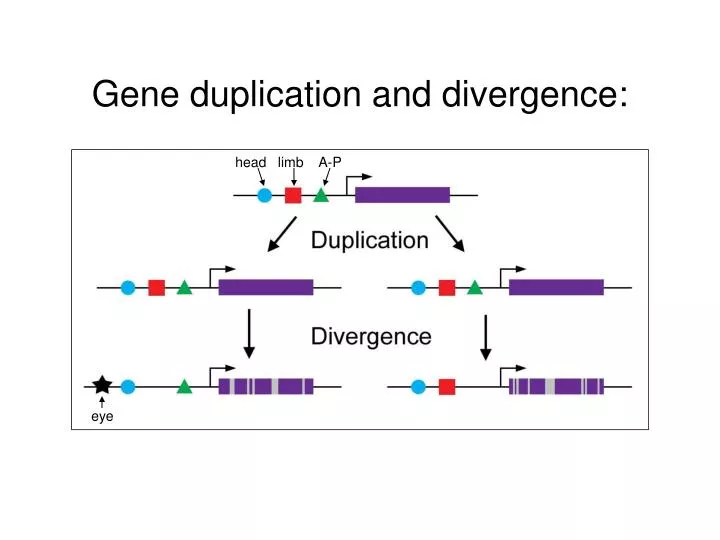 gene duplication and divergence