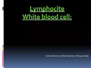 Lymphocite White blood cell :