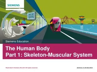 The Human Body Part 1: Skeleton-Muscular System