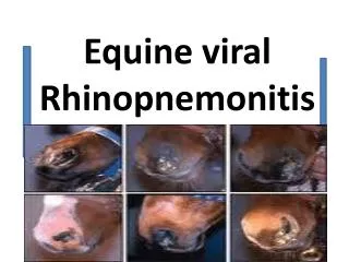 Equine viral Rhinopnemonitis
