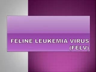 FELINE LEUKEMIA VIRUS ( FeLV )