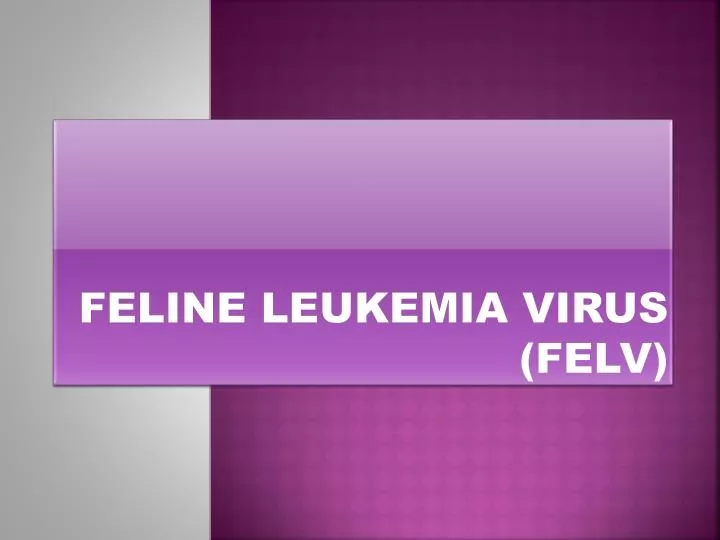 feline leukemia virus felv