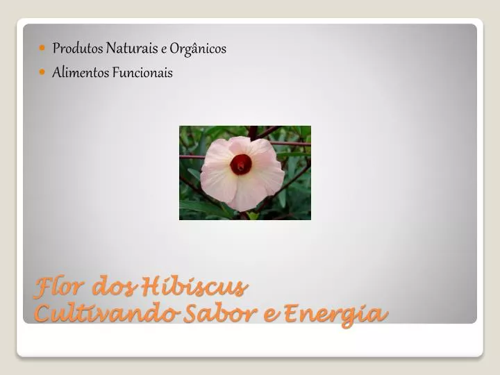 flor dos hibiscus cultivando sabor e energia