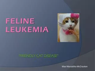 &quot;friendly cat disease&quot;