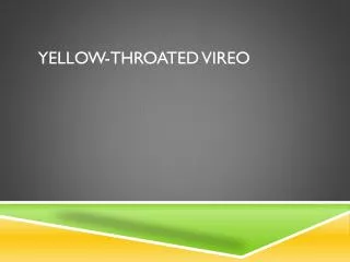 yellow throated vireo