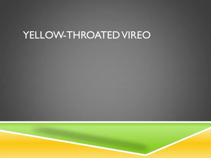 yellow throated vireo