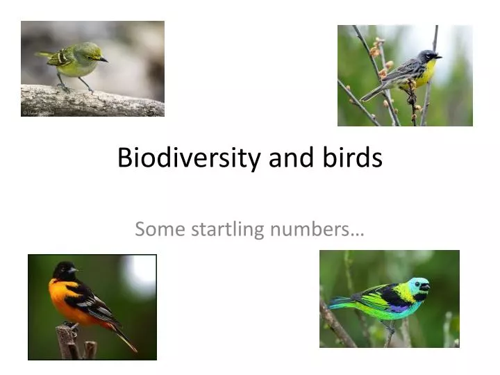 biodiversity and birds