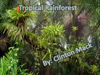 Tropical Rainforest