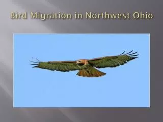 Bird Migration in Northwest Ohio