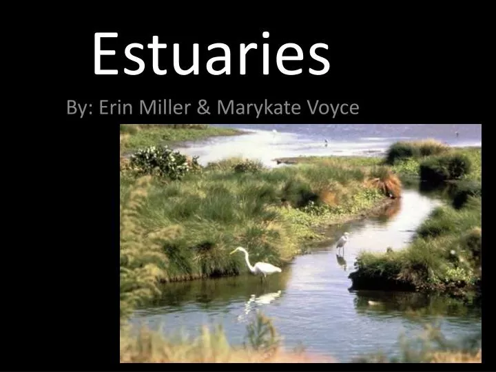 estuaries