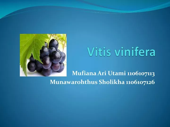 vitis vinifera