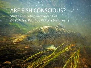 ARE FISH CONSCIOUS? Studies described in chapter 4 of Do Fish Feel Pain? by Victoria Braithwaite