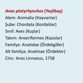 Anas platyrhynchos ( Yeşilbaş ) Alem : Animalia ( Hayvanlar ) Şube : Chordata ( Kordalılar )