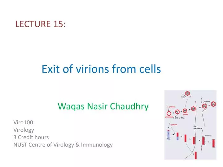 e xit of virions from cells