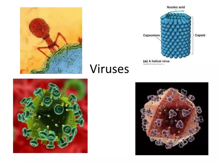 viruses