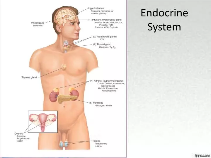 endocrine system