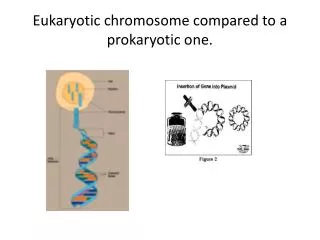 Eukaryotic chromosome compared to a prokaryotic one.