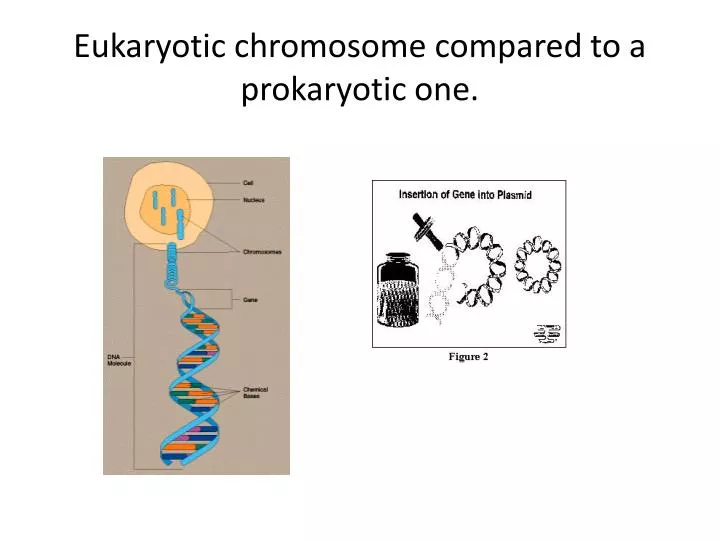 eukaryotic chromosome compared to a prokaryotic one