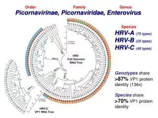 Picornavirinae , Picornaviridae , Enterovirus