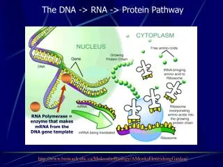 http://www.bioteach.ubc.ca/MolecularBiology/AMonksFlourishingGarden/