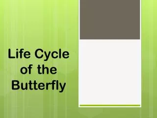 Life Cycle of the Butterfly