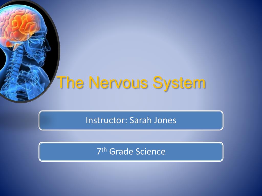 PPT - The Nervous System PowerPoint Presentation, free download - ID ...
