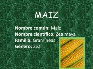 MAIZ