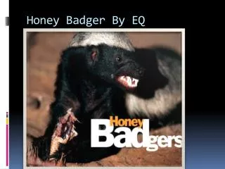 Honey Badger By EQ