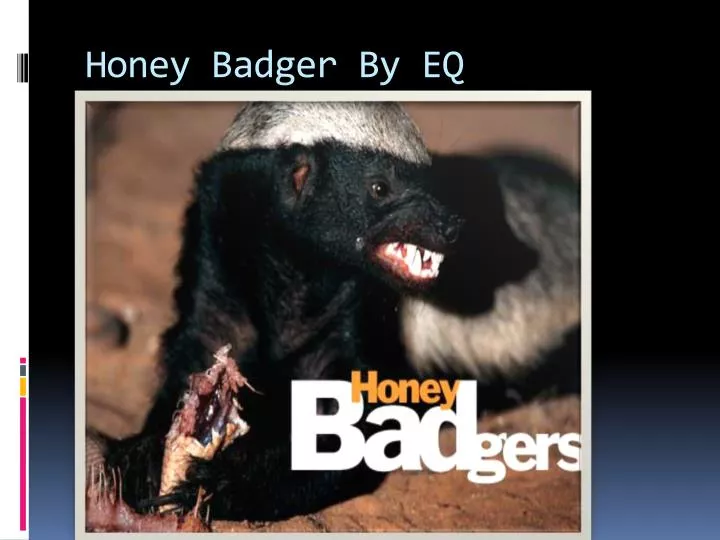 honey badger by eq