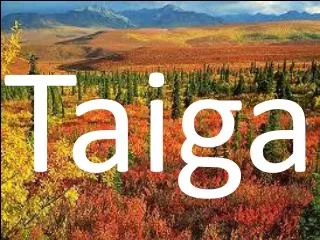 Taiga