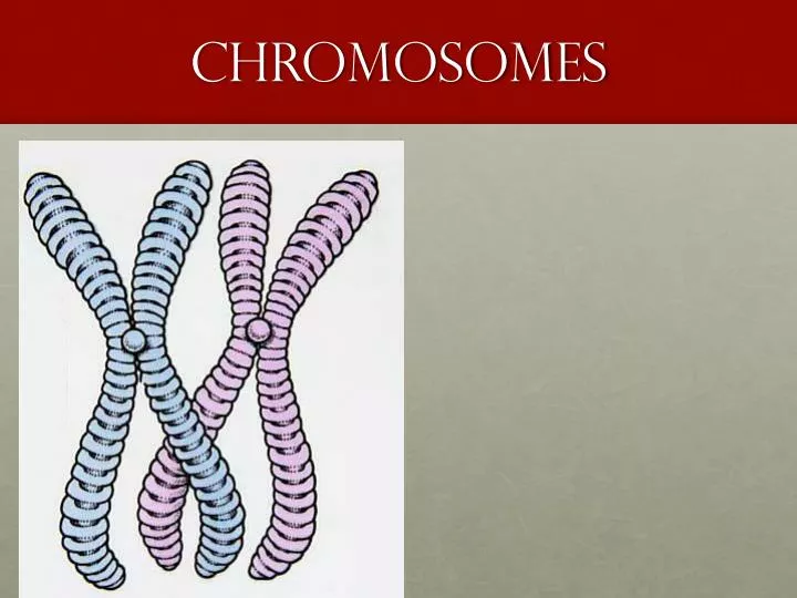 chromosomes